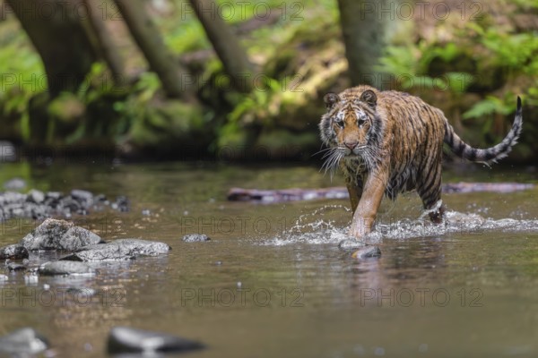 One young female Siberian Tiger, Panthera tigris altaica, walking thru the cool fresh water of a creek deep in a forest