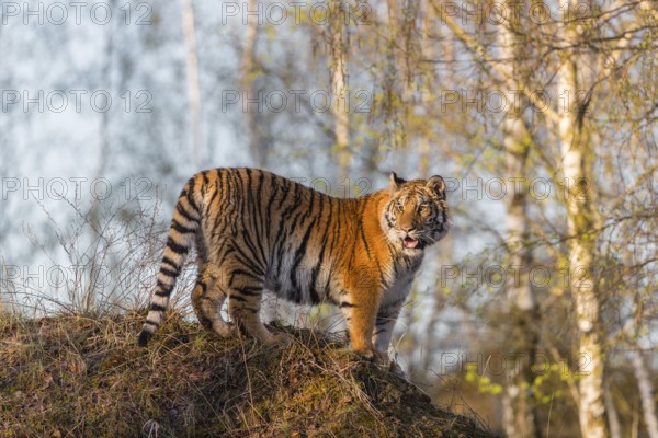 One young female Siberian Tiger, Panthera tigris altaica, posing on top of a small hill in a birch tree forest. Early morning light