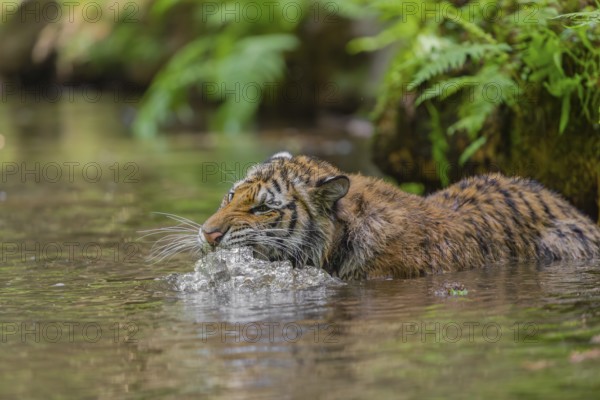One young female Siberian Tiger, Panthera tigris altaica, lying resting in the cool fresh water of a creek deep in a forest