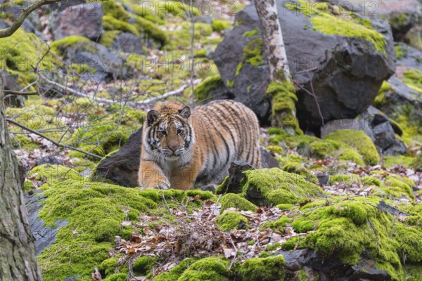 One young female Siberian Tiger, Panthera tigris altaica, walking between rocks in a forest