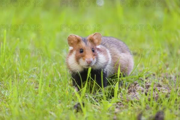 A European hamster (Cricetus cricetus), Eurasian hamster, black-bellied hamster or common hamster, sits in a meadow next to his den