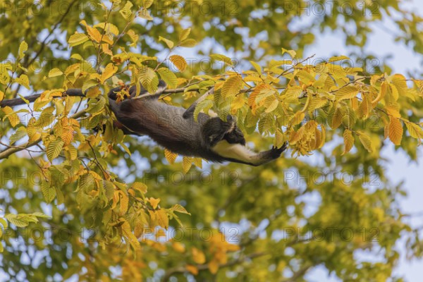 One adult Diana monkey (Cercopithecus diana) climbing along a thin twig with yellow leafs high up in a tree, collecting food