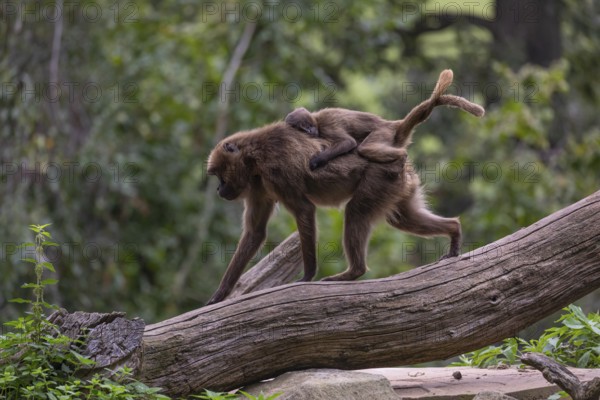 One female with one baby Gelada (Theropithecus gelada), or bleeding-heart monkey riding on her back, walking over a log. A green forest in the distant background