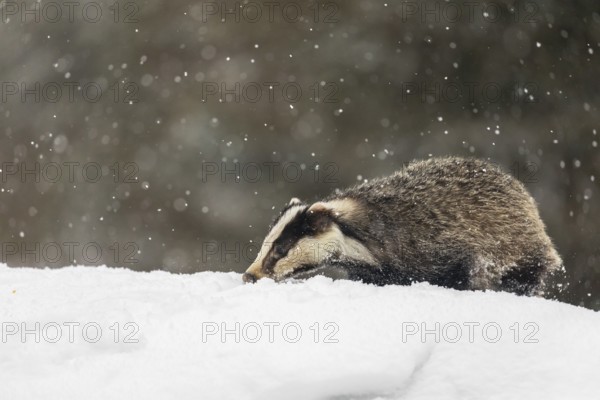 One young European badger (Meles meles) walking through deep snow during snow fall
