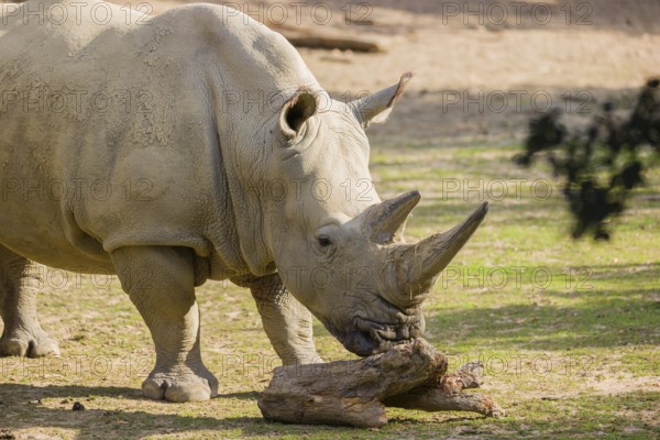 Side view portrait of a white rhinoceros (Ceratotherium simum) in bright sunlight