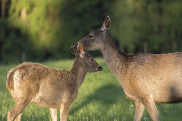 One female Altai maral, Altai wapiti or Altai elk (Cervus canadensis sibiricus) standing together with one young animal on a meadow in very early morning light. The doe is grooming her young one. A dark forest in the background