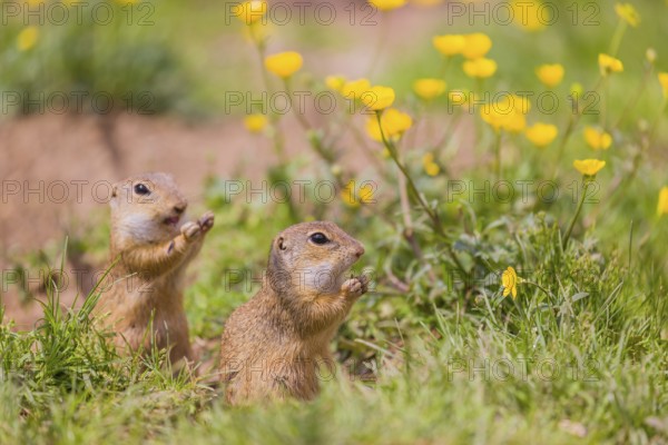 Two adult European ground squirrel (Spermophilus citellus) or European souslik sit in green gras next to a flowering Ranunculus and eat something