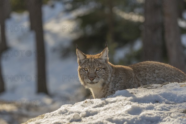 One young male Eurasian lynx, (Lynx lynx), standing on a snow covered forest ground in early morning light