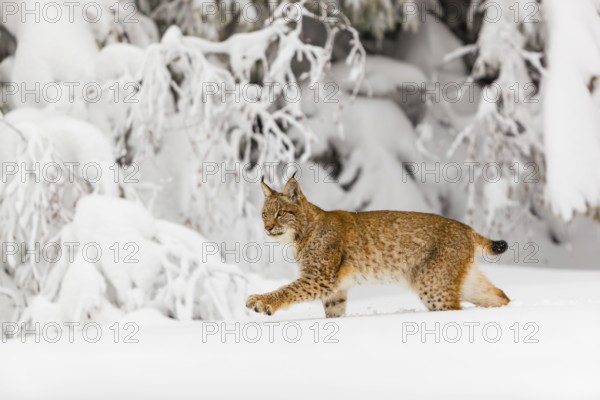 One young male Eurasian lynx, (Lynx lynx), walking over a deep snow covered meadow with a forest in the background