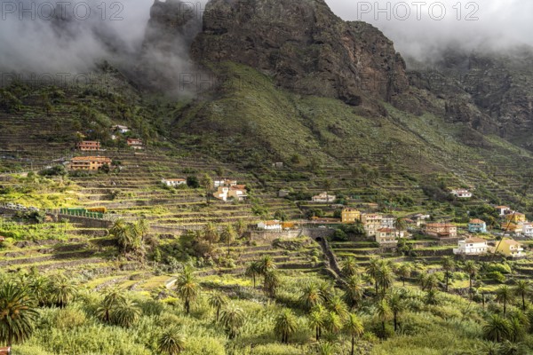 Cultural landscape with palm trees in Valle Gran Rey, La Gomera, Canary Islands, Spain, Europe