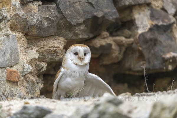 One barn owl (Tyto alba) sitting in a hole in a wall of a ruin of a monastery