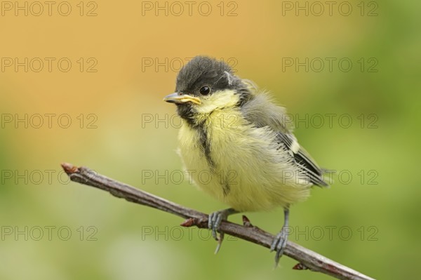 Great tit (Parus major), young bird, North Rhine-Westphalia, Germany, Europe