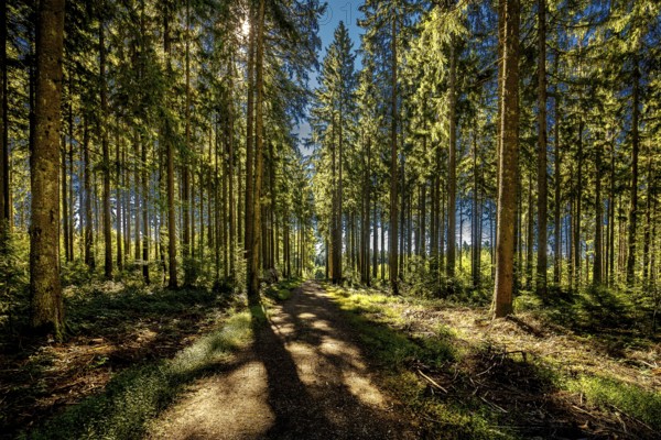 Nature, forest, light and shadow