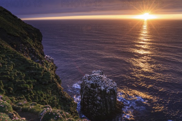 Bird cliffs on a steep coast in front of the sea, midnight sun, gannets (Morus bassanus), colony, Langanes, Iceland, Europe