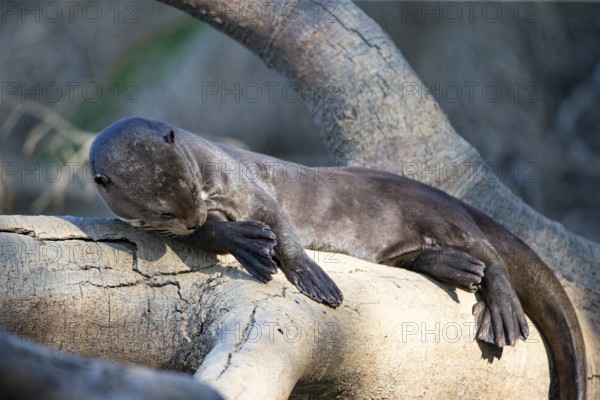 Giant otter (Pteronura brasiliensis) Pantanal Brazil