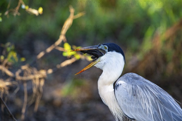 Cocoi Heron (Ardea cocoi) Pantanal Brazil