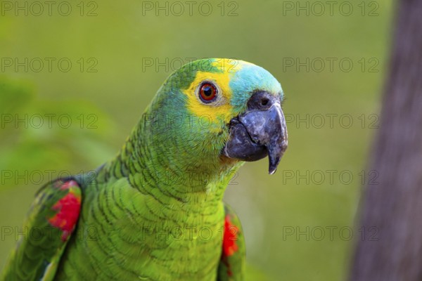 Blue-fronted Amazon (Amazona aestiva (Pantanal Brazil