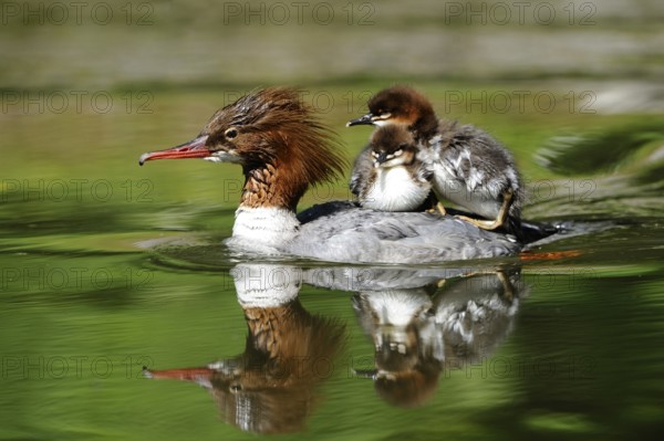 Goosander family with chicks on their backs swimming on reflecting water, Goosander (Mergus merganser), Bavaria