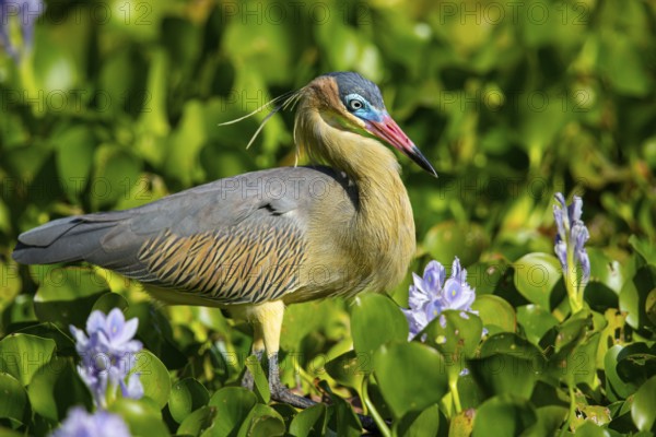 Whistling heron (Syrigma sibilatrix) Pantanal Brazil