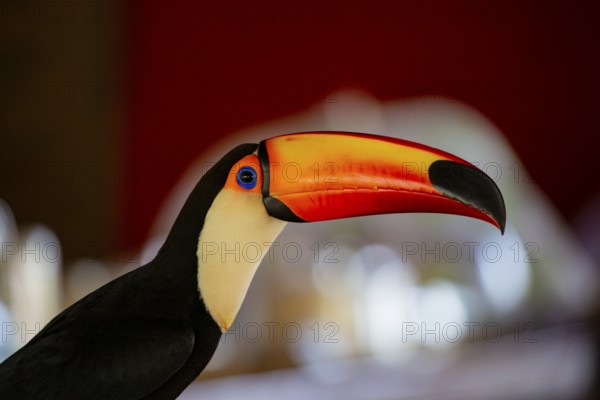 Giant toucan (Ramphastos toco) Pantanal Brazil