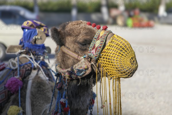 Camel decorated for tourists, Turkey, Asia