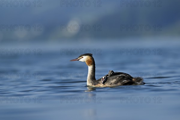 Great Crested Grebe (Podiceps Scalloped ribbonfish), with two chicks in plumage swimming in the water, Lake Zug, Kanon Zug, Switzerland, Europe