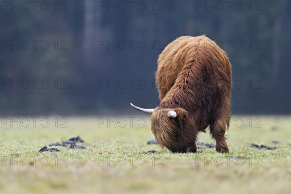 Highland cattle (Bos taurus), adult animal eating grass in a meadow, Switzerland, Europe