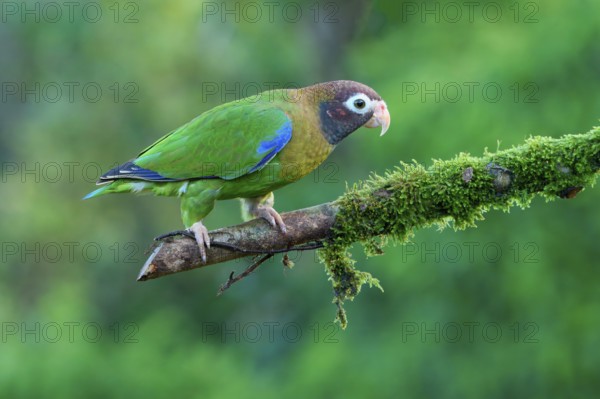 Brown-hooded Parrot (Pyrilia haematotis) sitting on a branch, Costa Rica, Central America