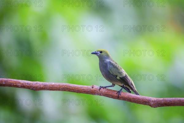 Summer cardinal (Piranga rubra), tanager (Thraupidae), Alajuela, Costa Rica, Central America