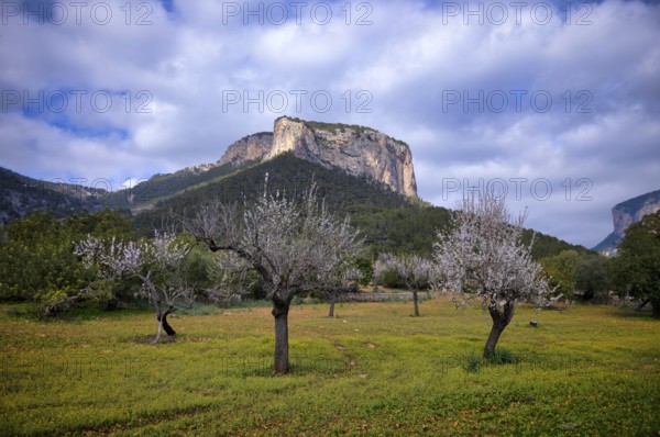 Almond blossom, almond trees, plantation, Tramuntana mountains behind, Serra de Tramuntana, Alaró, Calvià, Majorca, Balearic Islands, Balearic Islands, Spain, Europe
