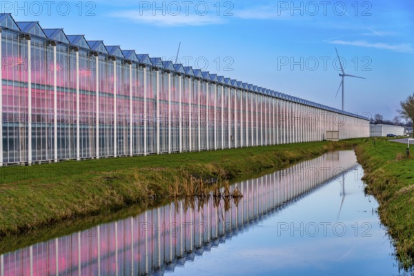 Large greenhouses for cucumbers and strawberries, over 10 hectares, the plants are artificially illuminated in pink, which promotes growth in winter, in Maasbree, west of Venlo, Netherlands