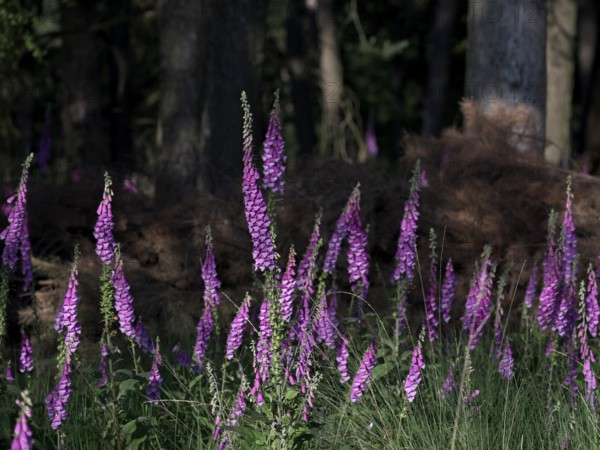 Sunlit Common foxglove (Digitalis purpurea) in the forest, Lower Rhine, North Rhine-Westphalia, Germany, Europe