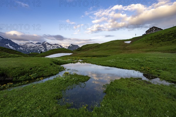 Summit in the morning light with dramatic clouds and marsh marigolds (Caltha) with stream in the foreground, Lech, Lechquellengebirge, Vorarlberg, Austria, Europe