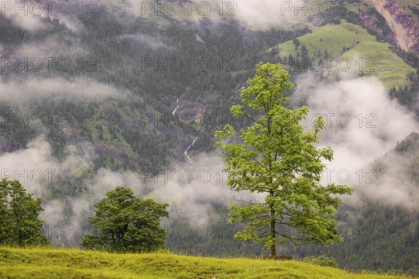 Nature conservancy area Grosser Ahornboden. Sycamore maple trees, Acer pseudoplatanus, in summer. Karwendel mountains in the background. Eng valley, Tyrol, Austria, Europe
