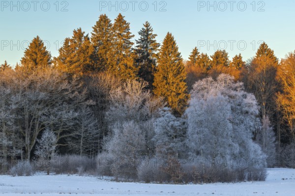 Mixed forest with frost, morning light, winter, Irndorfer Hardt, Upper Danube nature park Park, Baden-Württemberg, Germany, Europe