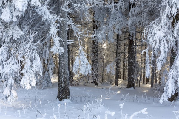 Even the tree trunks are all decorated with hoarfrost, snowy winter landscape on the Auersberg, Eibenstock, Erzgebirge, Saxony, Germany, Europe