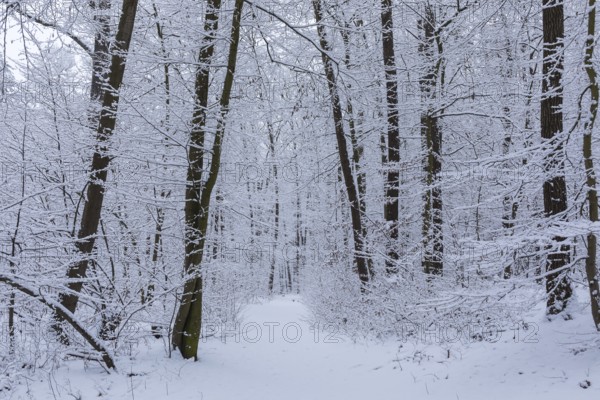 Snow-covered forest path in Spitzgrund Coswig, Saxony, Germany, Europe