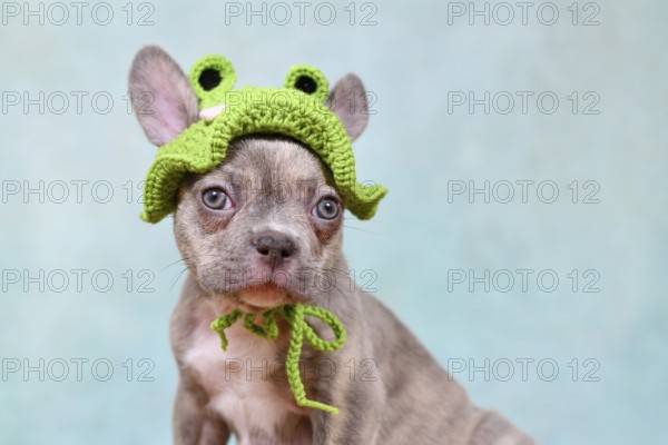 Cute young Lilac Brindle French Bulldog dog puppy with knitted frog hat