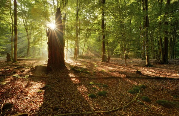 Morning atmosphere in a near-natural deciduous forest of beech and oak trees, rays of sunshine breaking through the morning mist, Reinhardswald, Hesse, Germany, Europe