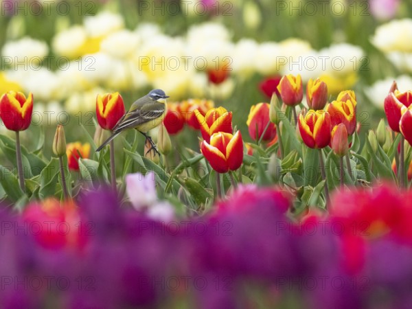 Yellow Wagtail (Motacilla flava) adult male sitting on a tulip flower, surrounded by a field of tulips, island Texel, Holland