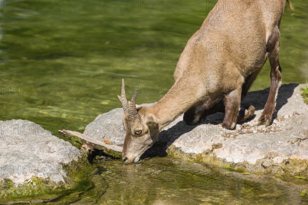 A female ibex (Capra ibex) stands on the rocky shore of a small pond and drinks the cool, fresh water