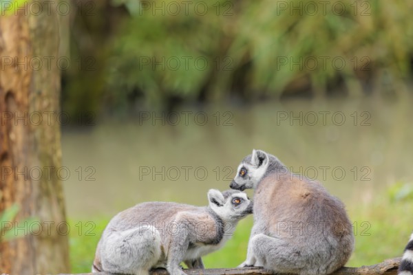 Two ring-tailed lemurs (Lemur catta) sit on a rotten tree lying on the ground and one grooms the fur of the other