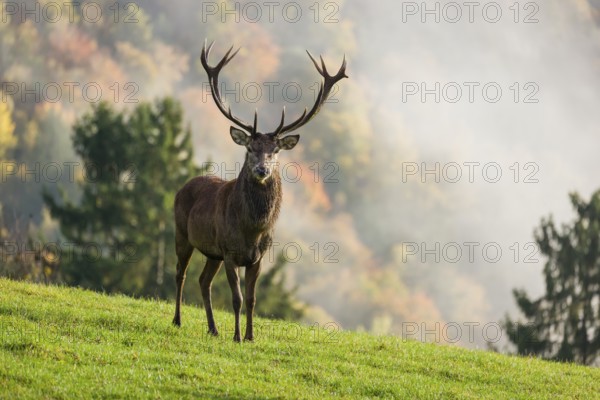 A red deer stag (Cervus elaphus) is standing in a meadow in hilly terrain. A forest with autumn leaves can be seen in the background. Wisps of mist drift over the forest