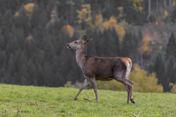 One female red deer (Cervus elaphus) stands on a meadow. A forest in fall foliage in the background