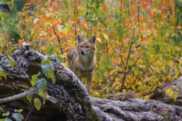 One golden jackal (Canis aureus) stands on a fallen tree trunk. Behind him is a tree in intense autumn colours