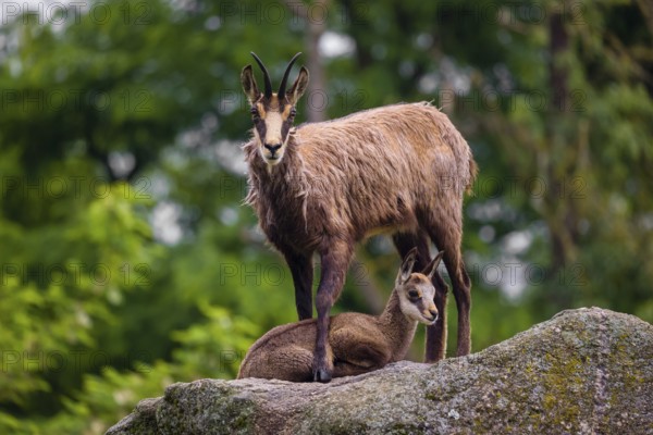 An adult female chamois (Rupicapra rupicapra) and her cub stand on a rock. A green forest is in the background