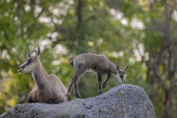 One adult female chamois (Rupicapra rupicapra) and her baby resting on a rock. A green forest in the background