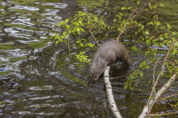 One Eurasian otter (Lutra lutra), jumping into the water from a birch tree branch lying in the water