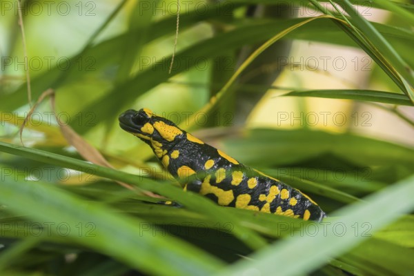 A fire salamander (Salamandra salamandra) rests in tall grass