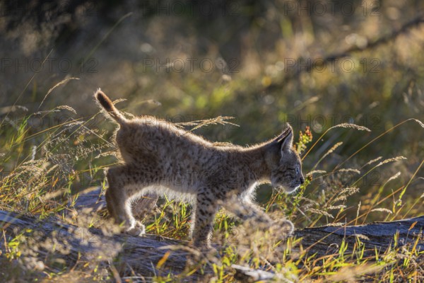 One young (10 weeks old) male Eurasian lynx, (Lynx lynx), walking over a rotten tree. Backlit condition